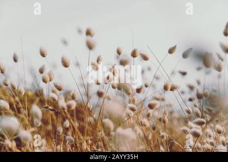 Bunny code erba in stile vintage; sfondo natura Foto Stock