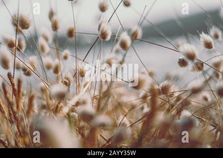 Bunny code erba in stile vintage; sfondo natura Foto Stock