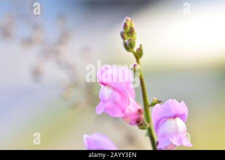 "Bocca del Drago, conigli, apribottiglie o zapatico del bambino Gesù" (Antirrhinum majus), fiori rosa del clima mediterraneo che annunciano la primavera Foto Stock