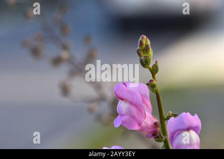 "Bocca del Drago, conigli, apribottiglie o zapatico del bambino Gesù" (Antirrhinum majus), fiori rosa del clima mediterraneo che annunciano la primavera Foto Stock