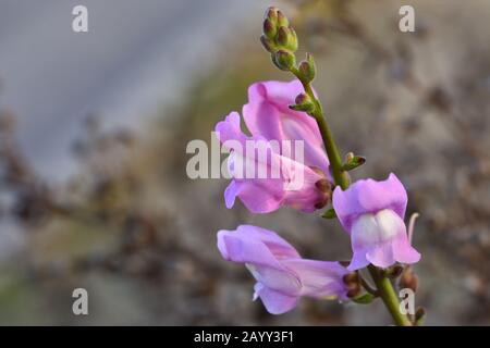 "Bocca del Drago, conigli, apribottiglie o zapatico del bambino Gesù" (Antirrhinum majus), fiori rosa del clima mediterraneo che annunciano la primavera Foto Stock