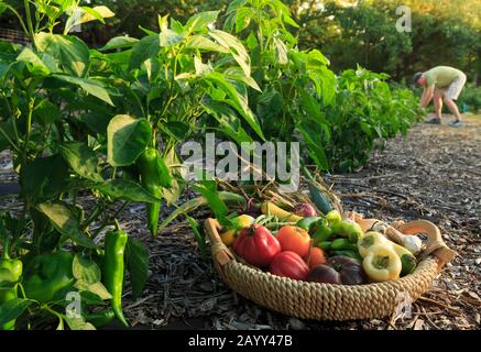 Garden for Farm to Table Restaurant at Inn with gardener, Cedar Crest Lodge, Pleasanton, Kansas, Stati Uniti. Foto Stock