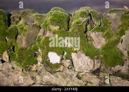 Muro di pietra coperto di muschio, illuminato dal sole del tardo pomeriggio, St Andrews, Fife, Scozia Foto Stock