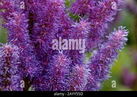 Astilbe è un genere di 18 specie di piante da fiore rizomatose della famiglia Saxifragaceae, originaria dell'Asia e del Nord America. Foto Stock