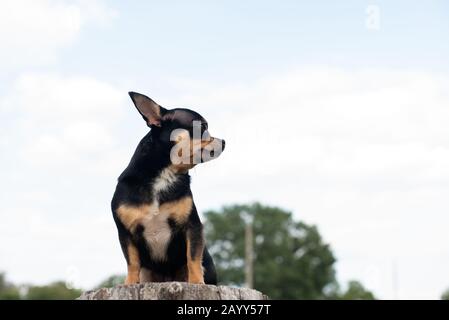 Chihuahua è seduto sulla panchina. Abbastanza marrone chihuahua cane in piedi Foto Stock