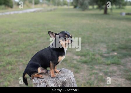 Chihuahua è seduto sulla panchina. Abbastanza marrone chihuahua cane in piedi Foto Stock