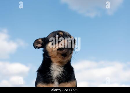 Chihuahua è seduto sulla panchina. Abbastanza marrone chihuahua cane in piedi Foto Stock
