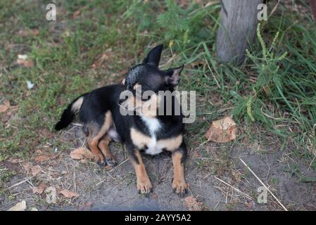 Chihuahua è seduto sulla panchina. Abbastanza marrone chihuahua cane in piedi Foto Stock