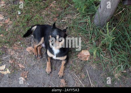 Chihuahua è seduto sulla panchina. Abbastanza marrone chihuahua cane in piedi Foto Stock