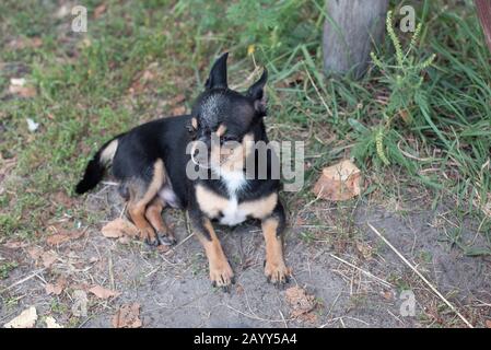 Chihuahua è seduto sulla panchina. Abbastanza marrone chihuahua cane in piedi Foto Stock