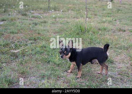Chihuahua è seduto sulla panchina. Abbastanza marrone chihuahua cane in piedi Foto Stock