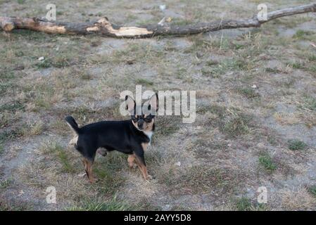 Chihuahua è seduto sulla panchina. Abbastanza marrone chihuahua cane in piedi Foto Stock