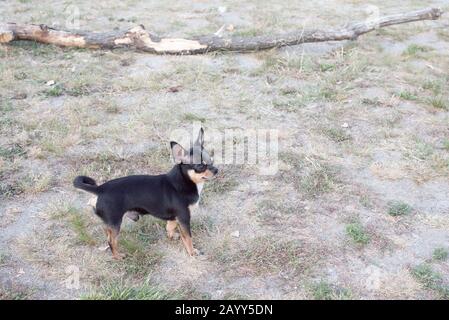 Chihuahua è seduto sulla panchina. Abbastanza marrone chihuahua cane in piedi Foto Stock