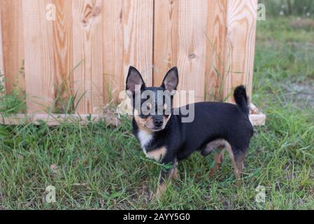 Chihuahua è seduto sulla panchina. Abbastanza marrone chihuahua cane in piedi Foto Stock