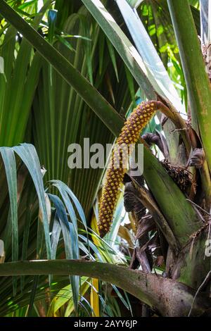 Catkin fioritura maschile su una palma da cocco de mer in Valle de mai, Parco Nazionale di Praslin, Seychelled Foto Stock