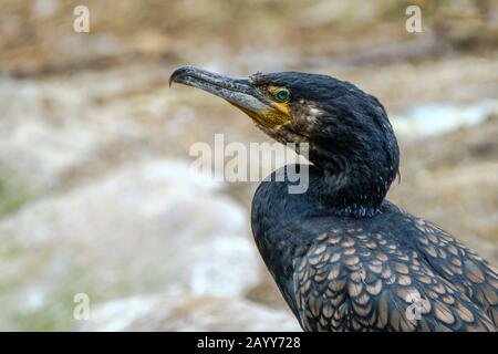 Profilo ritratto del Cormorano Grande, Phalacrocorax carbo Foto Stock