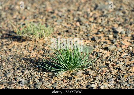 Erba cipollina selvatica che cresce in condizioni asciutte alle dune di sabbia di Hongoryn Els nel deserto di Gobi nella Mongolia meridionale. Foto Stock