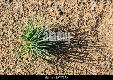 Erba cipollina selvatica che cresce in condizioni asciutte alle dune di sabbia di Hongoryn Els nel deserto di Gobi nella Mongolia meridionale. Foto Stock