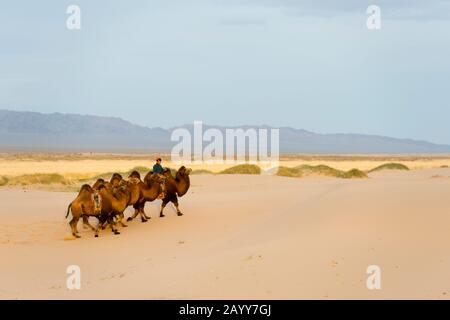 Un herder sta cavalcando i cammelli di Bactrian alle dune di sabbia di Hongoryn Els nel deserto di Gobi nella Mongolia meridionale. Foto Stock