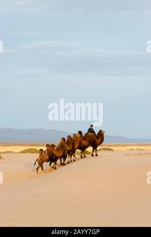 Un herder sta cavalcando i cammelli di Bactrian alle dune di sabbia di Hongoryn Els nel deserto di Gobi nella Mongolia meridionale. Foto Stock
