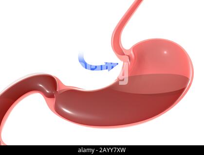 3D illustrazione dello stomaco umano, evidenziando lo sfintere duodenale e l'esofago. Con una freccia blu con il movimento rivolto verso. Foto Stock