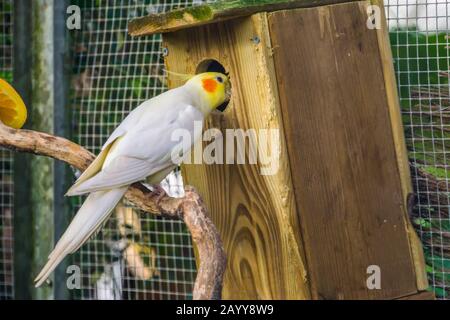 Lutino cockatiel guardando in una casa di uccelli, mutazione popolare colore in avicoltura, specie di uccelli tropicali dall'Australia Foto Stock