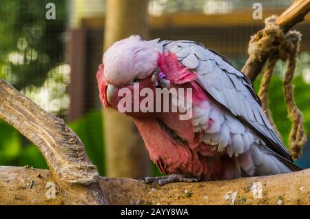 Rosa orlato scarafaggio sabbiato che graffia la sua testa, pappagallo tropicale specie dall'Australia Foto Stock