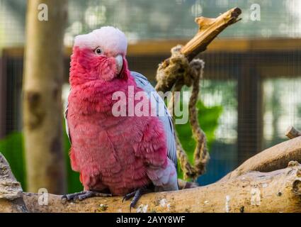 Bella garzata di un gallo di rose, pappagallo tropicale specie dall'Australia Foto Stock