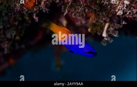 Un fagotto fairy, o una grammatica reale su Buddy's Reef in Bonaire Olanda. Il nome scientifico è gramma loreto. Foto Stock