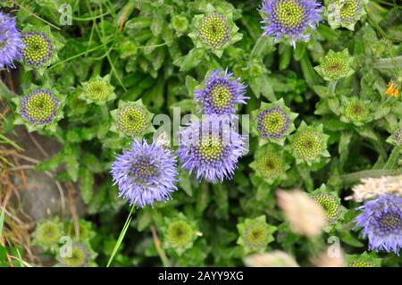 Sheep's-bit, 'Jasione montana', chiamato Pecora 's-bit scabious,close up,fasi di fioritura, brughiera e cima scogliera,estate,crescente su un muro di granito vicino Lan Foto Stock