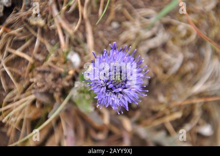 Sheep's-bit, 'Jasione montana', chiamato Pecora 's-bit scabious, close up, brughiera e cima scogliera, estate, crescendo su una parete di granito vicino Lands End, Cornovaglia, En Foto Stock