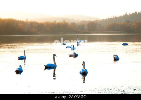 Bel cigno bianco che nuota nel lago durante l'alba colorata Foto Stock