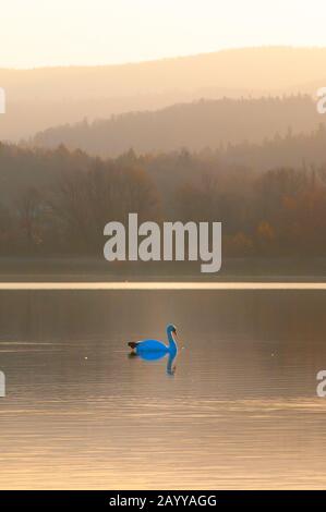 Bel cigno bianco che nuota nel lago durante l'alba colorata Foto Stock