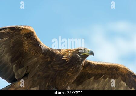 Un'aquila d'oro in volo al Golden Eagle Festival nei pressi della città di Ulgii (Ölgii) nella provincia di Bayan-Ulgii nel Mo occidentale Foto Stock