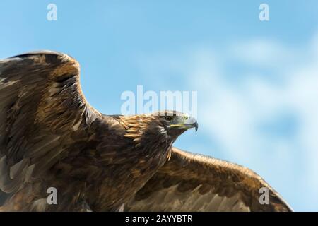 Un'aquila d'oro in volo al Golden Eagle Festival nei pressi della città di Ulgii (Ölgii) nella provincia di Bayan-Ulgii nel Mo occidentale Foto Stock