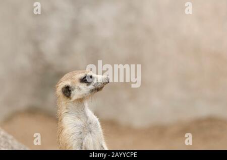 Meerkat, Suricata, Suricata suricatta, ritratto, in posizione sentry; esemplare in cattività Foto Stock