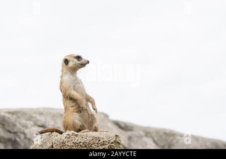 Meerkat, Suricata, Suricata suricatta, sentry in piedi; esemplare in cattività Foto Stock