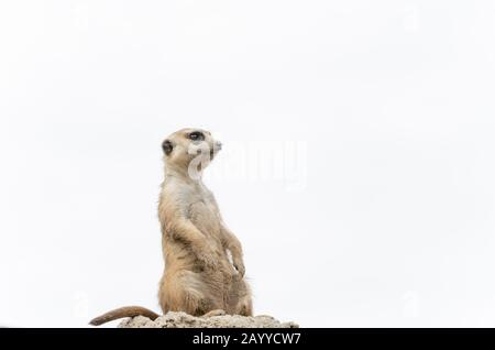 Meerkat, Suricata, Suricata suricatta, sentry in piedi; esemplare in cattività Foto Stock