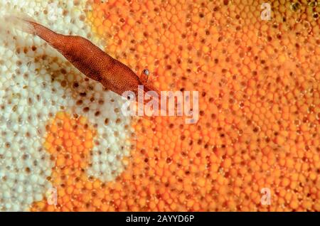 Stella di mare gamberetti, Zenopontonia soror, Lembeh strait, Nord Sulawesi, Indonesia, il Pacifico Foto Stock