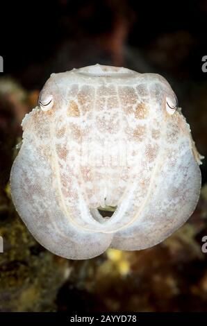 Seppie giovani di Broadclub, Ascarosepion latimanus, stretto di Lembeh, Sulawesi settentrionale, Indonesia, Pacifico Foto Stock