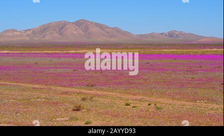 Deserto di Atacama coperto con endemismi di fiori selvatici Cistanthe grandiflora conosciuta come 'Pata de Guanaco', vista aerea a bassa quota Foto Stock