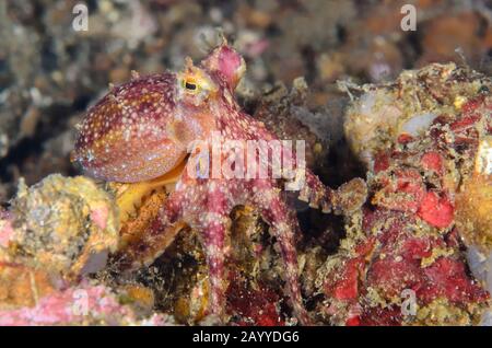 Polpo di veleno ocellato o polpo di Mototi, Amphioctopus siamensis, Lembeh Strait, Sulawesi settentrionale, Indonesia, Pacifico Foto Stock