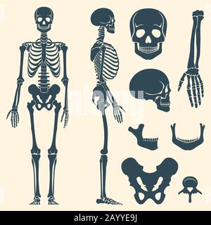 Ossa umane scheletro silhouette vettore. Set di ossa, illustrazione della colonna vertebrale e delle ossa del cranio Illustrazione Vettoriale