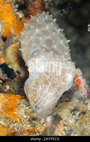 Seppie Broadclub, Ascarosepion latimanus, mangiare un pesce, stretto di Lembeh, Sulawesi settentrionale, Indonesia, Pacifico Foto Stock