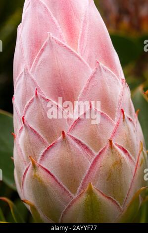 Primo piano di un bocciolo di fiori di un re protea (Protea cynaroides) sull'isola di la Gomera, una delle isole Canarie, Spagna, situata nell'Atl Foto Stock