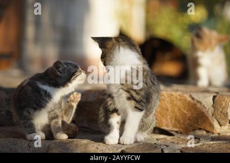 Bella gattino grigio graffia dietro l'orecchio. Due gattini all'aperto ritratto. Pulci e zecche in animali domestici Foto Stock