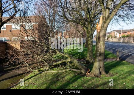 Birkenhead / Regno Unito - 16 febbraio 2020: Alberi danneggiati dalla tempesta, ramo strappato dopo Storm Dennis, Watson Street, Birkenhead Foto Stock