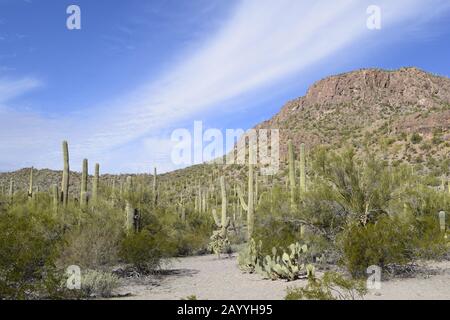 Saguaro e Prickly Pear Cactus nel deserto su nuvoloso Giorno Foto Stock