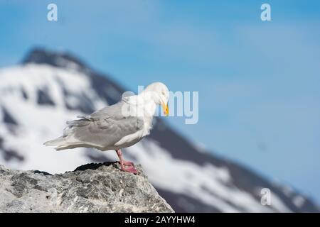 Un gabbiano glaucous (Larus hyperboreus) è seduto su una roccia che preening le sue piume a Gnålodden nel Hornsund a Svalbard, Norvegia. Foto Stock