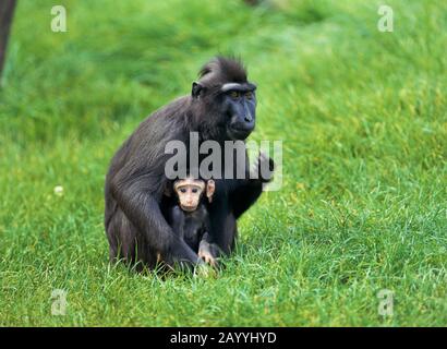 Crested gibbon, nero-crespato Gibbon (Hylobates concolor), si trova in un prato con cucciolo Foto Stock